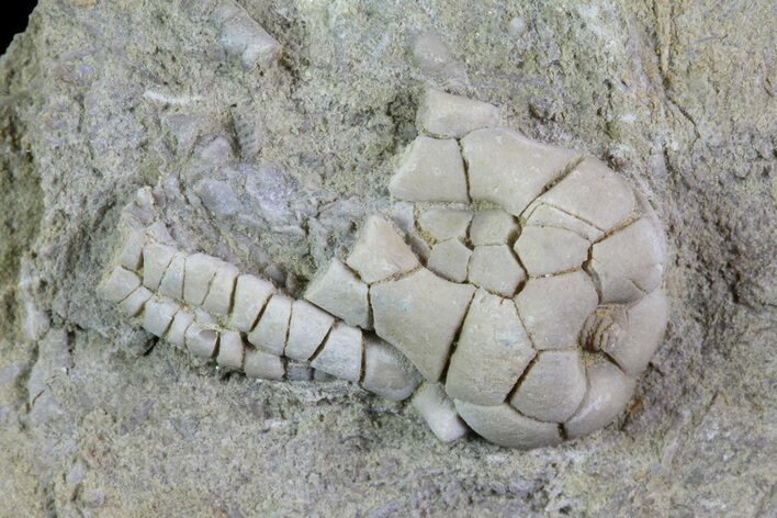 Fossil Crinoid (Phanocrinus) in Rock - Alabama #69053